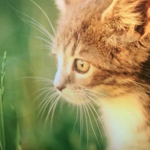 Meet your Posher, Darrell